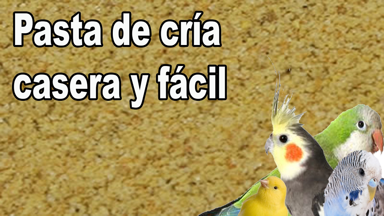 Pasta de cría casera para canarios y todo tipo de aves