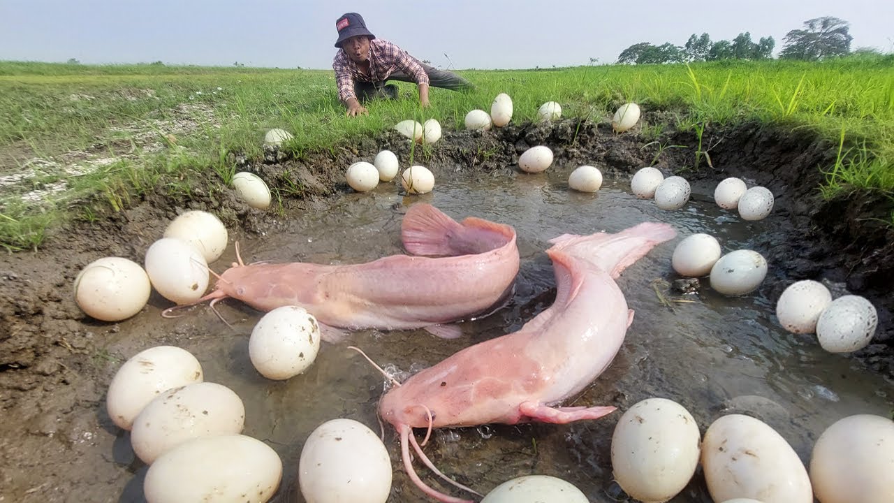 Wow Unique - Amazing catch a lot of fish and pick eggs in mud water in tractor path after rain