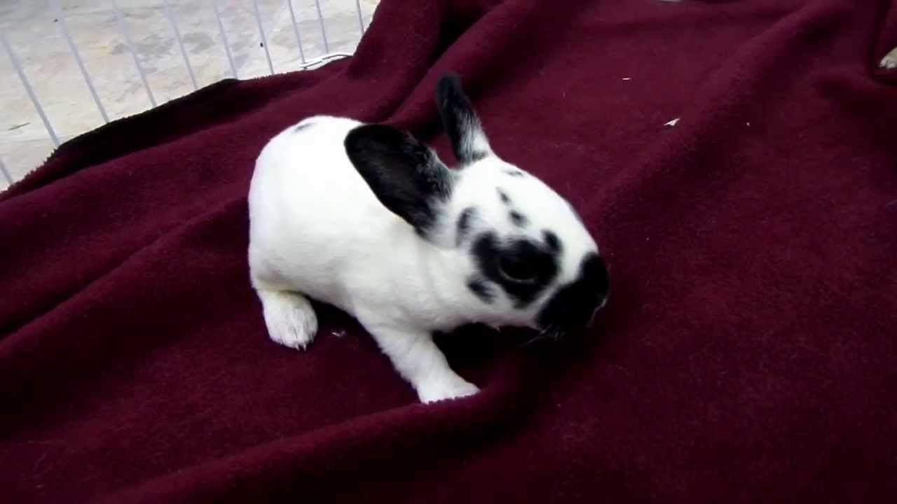 2 Week old baby rabbits starting to walk and binky