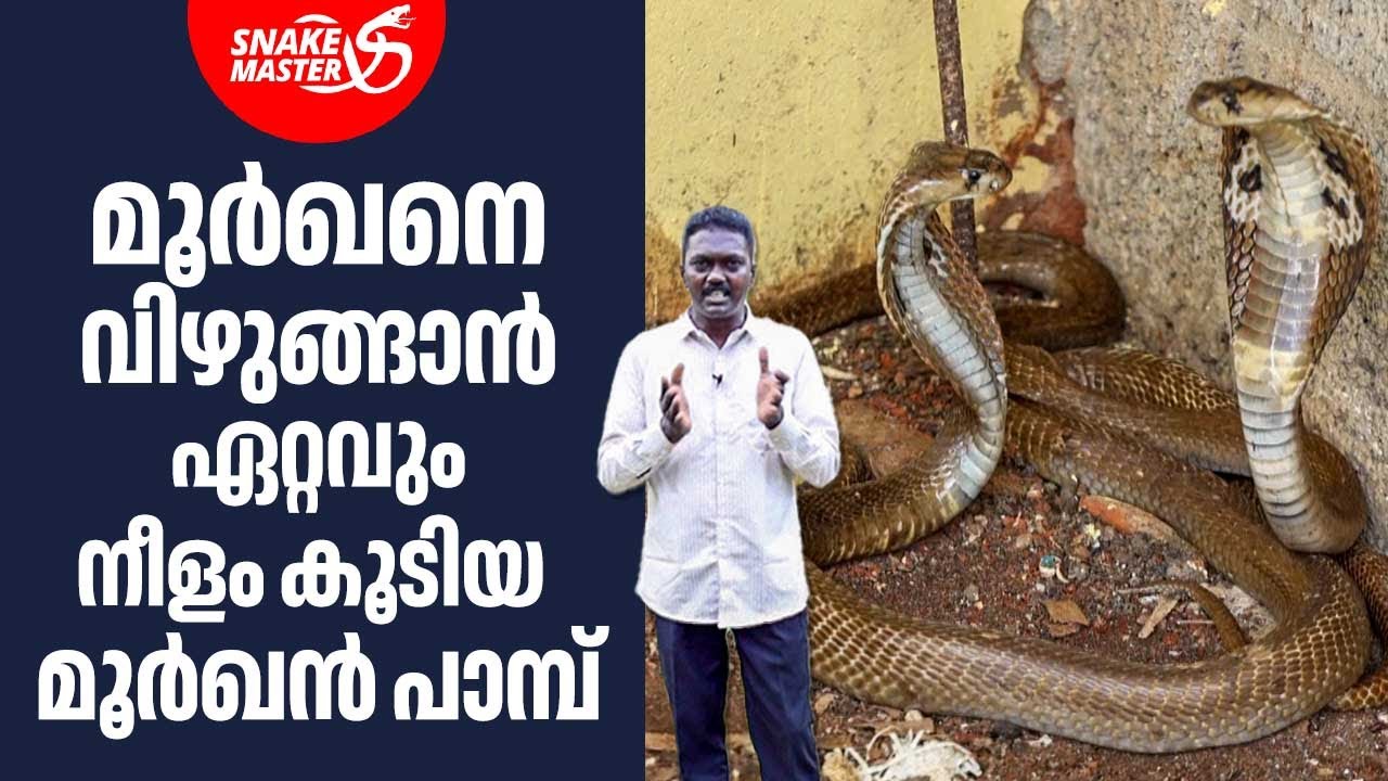 മൂർഖൻ പാമ്പുകൾ  കടികൂടുന്നത് കണ്ട്  വീട്ടമ്മ പേടിച്ചു | Vava Suresh | Snakemaster 1109
