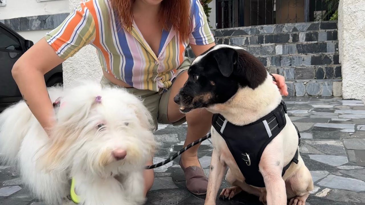 Mandibulin 🐶🐗 ya tiene 🏡 despues de 10 meses en adopción! ¡Gracias a todos!