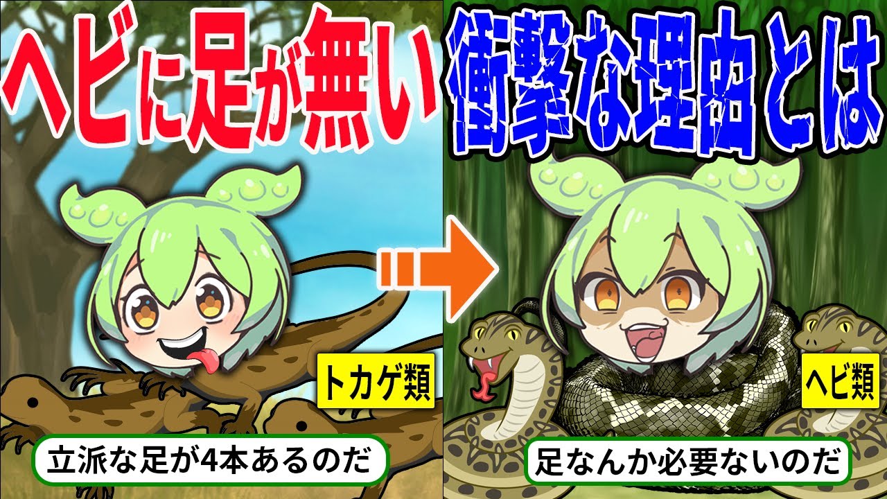 ヘビとは一体何者？足がなくなった衝撃な理由とは！？徹底解説【ずんだもん＆ゆっくり解説】