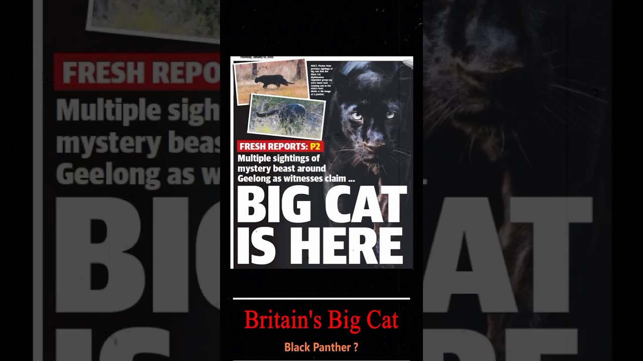 meet Britain's black panther 
