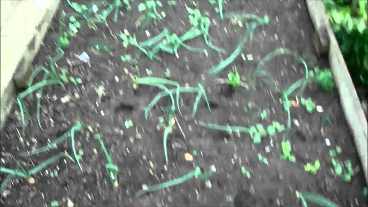 How to get rid of the leaf miner