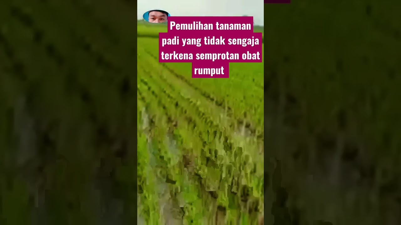 pemulihan tanaman padi yang tidak sengaja terkena semprotan obat rumput