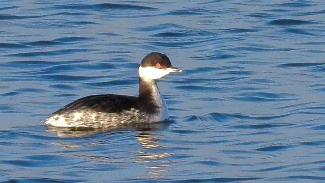 Slavonian Grebe at Foremark Reservoir, 24/12/2025
