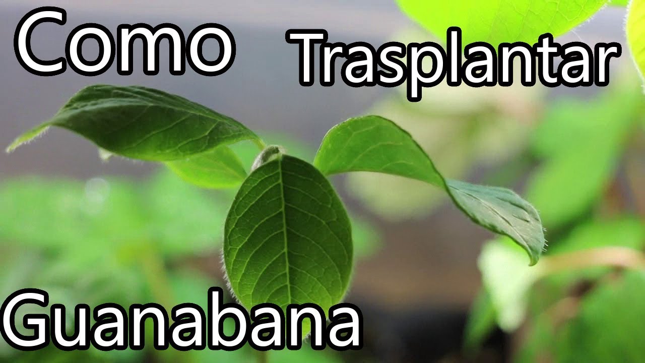Como trasplantar las semillas de Guanabana || México Verde