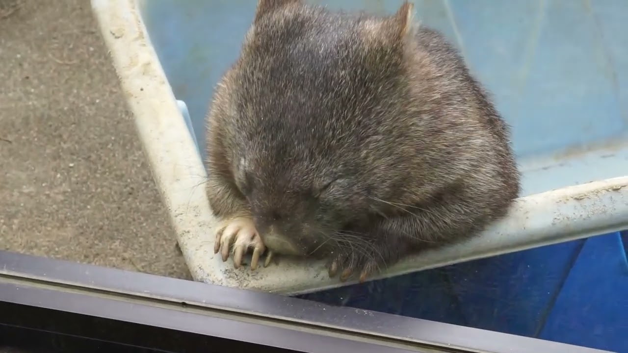 何を探してるのユキちゃん＃ウォンバット＃ユキ＃五月山動物園