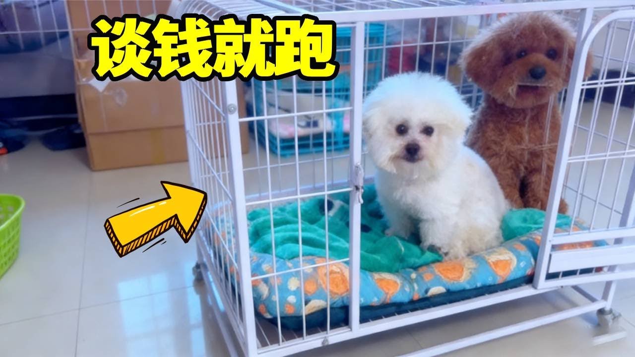 成精了成精了！狗子听见谈钱就躲，主打一个装听不懂