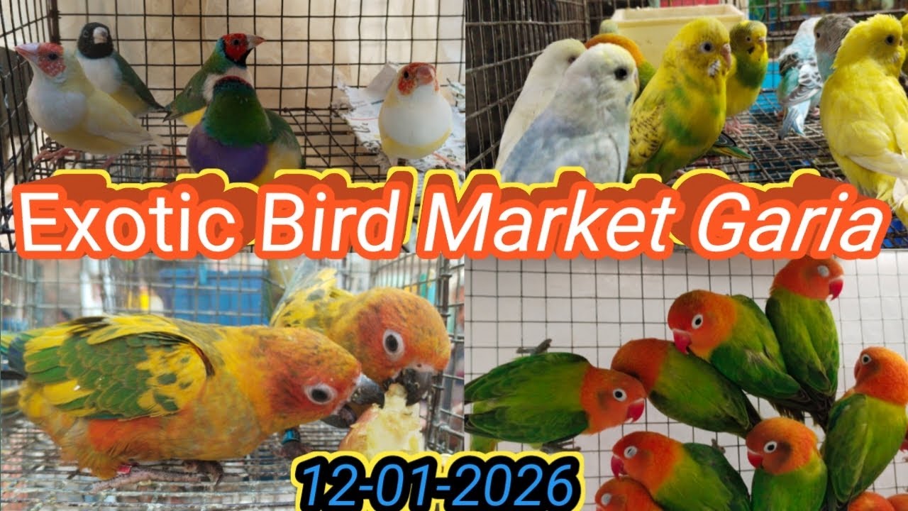 Garia Exotic Bird Market Price Update.গড়িয়া পাখির হাটে আজকের দাম। Garia Bird Market Current Price 