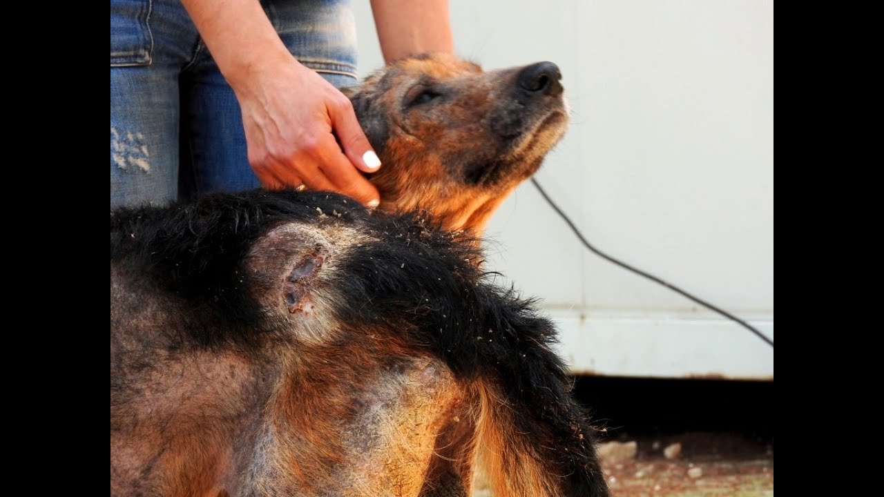 Rescue dog has an AMAZING secret! - Oscar's incredible story