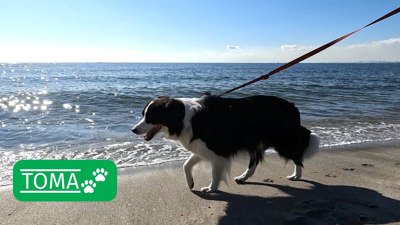 今年初めての海水浴：季節感がないボーダーコリー【保護犬5年目】