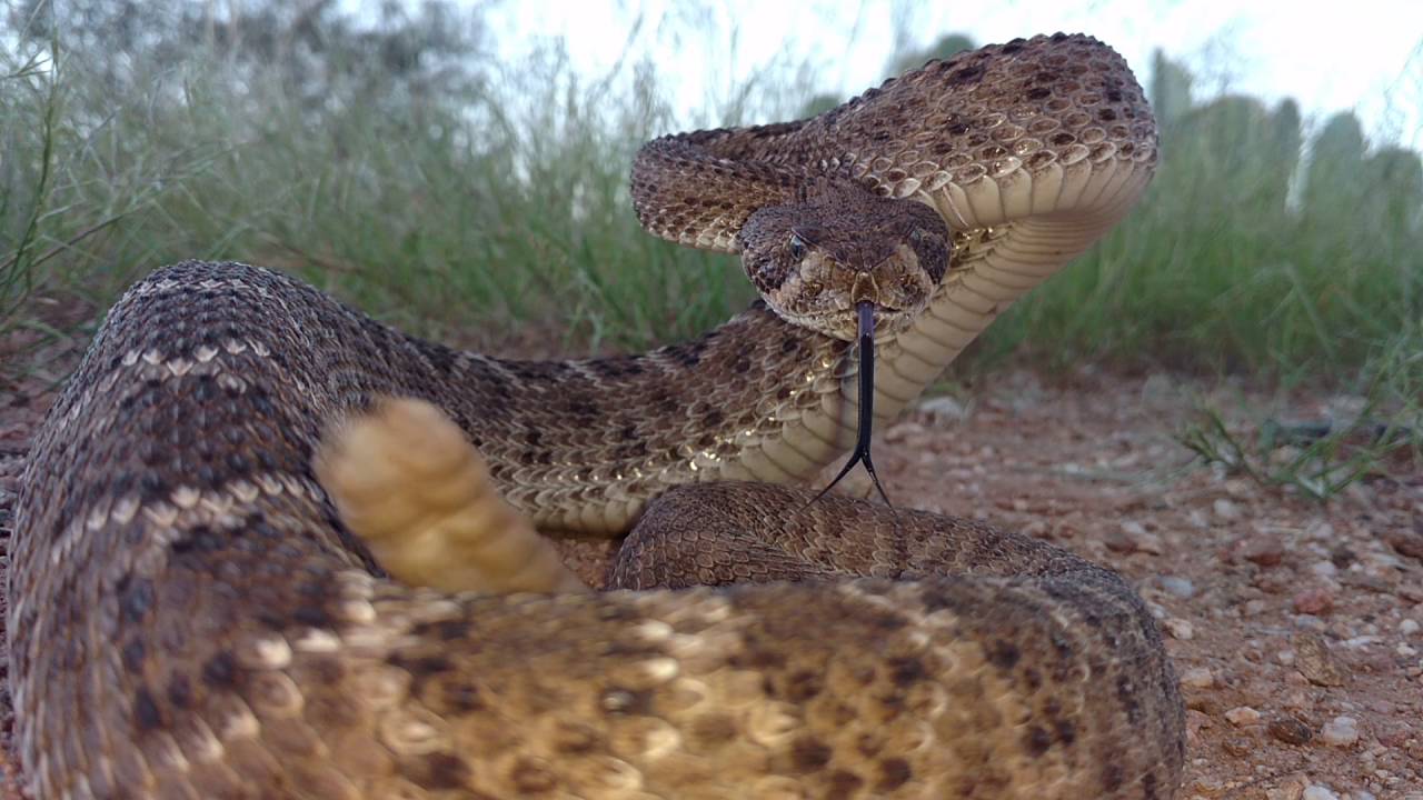 Western Diamondback Rattlesnake goes for a 360° turn