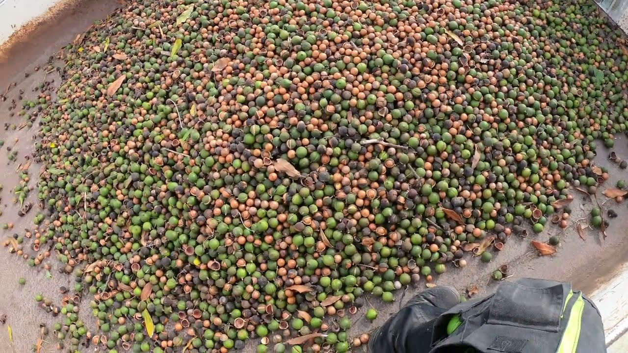X16 macadamia harvest Australia 2023