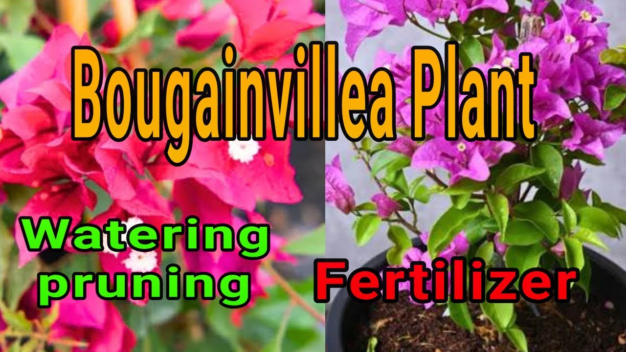 Bougainvillea plant | ഞാൻ ചെയ്യുന്ന രീതി 