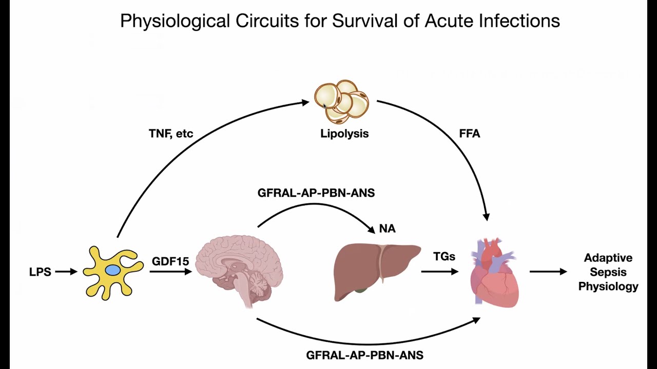 Ruslan Medzhitov (Yale), Homeostasis, Inflammation and Disease