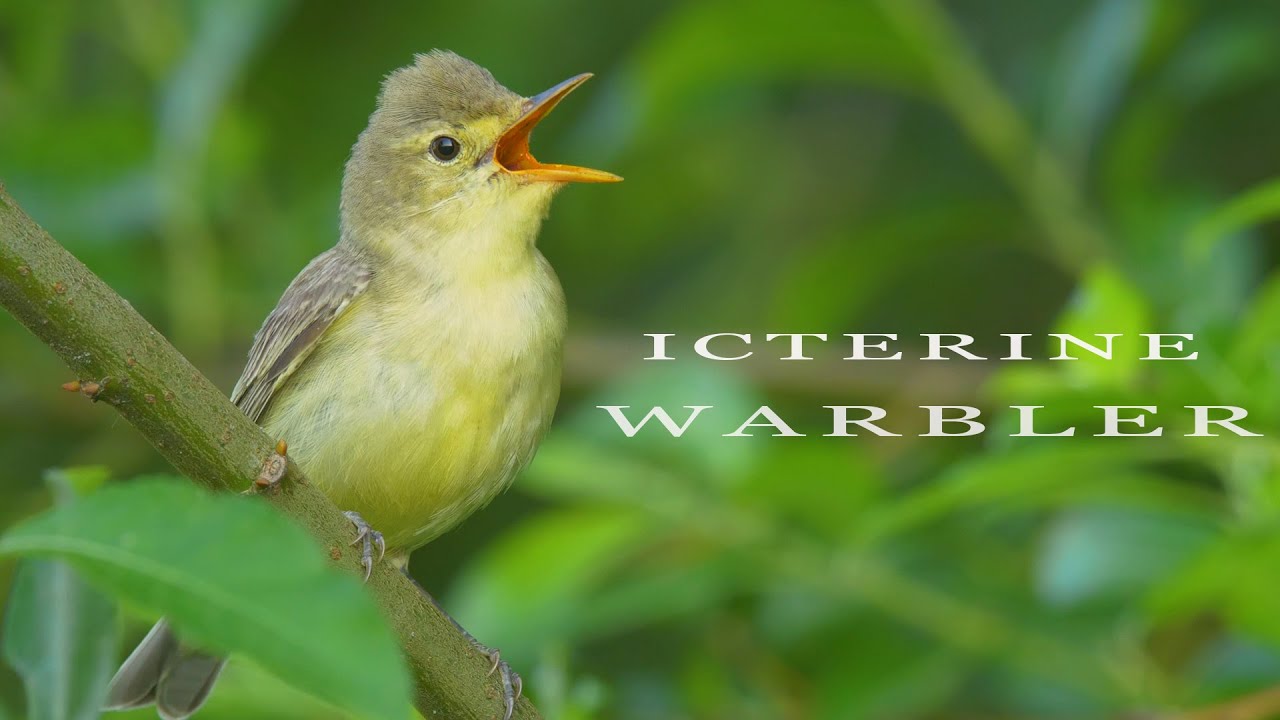 Bird sounds - Icterine warbler singing and chirping