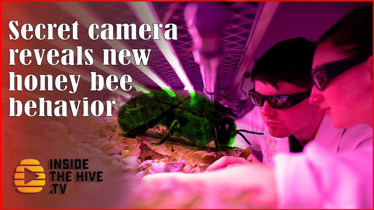 New HONEY BEE Apis mellifera behavior never caught on camera before
