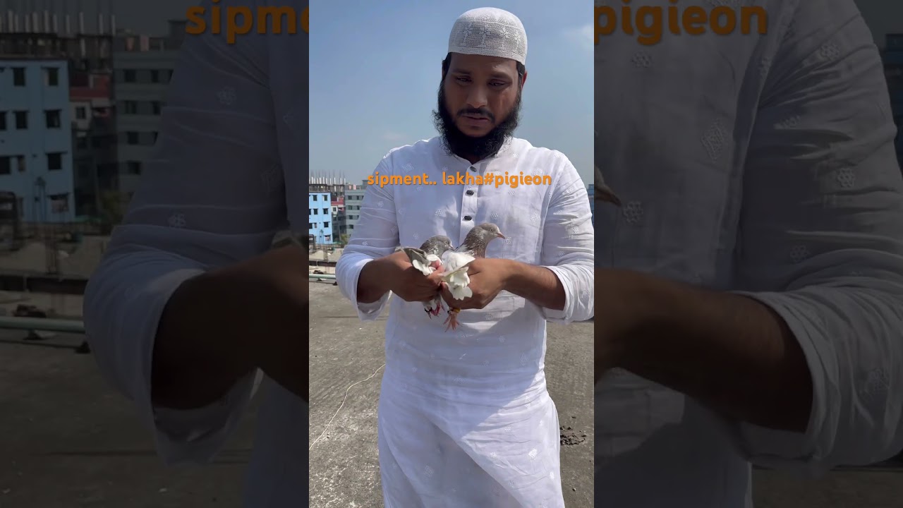 #bird #lakha#pigeon #sipment#done#trending #video #