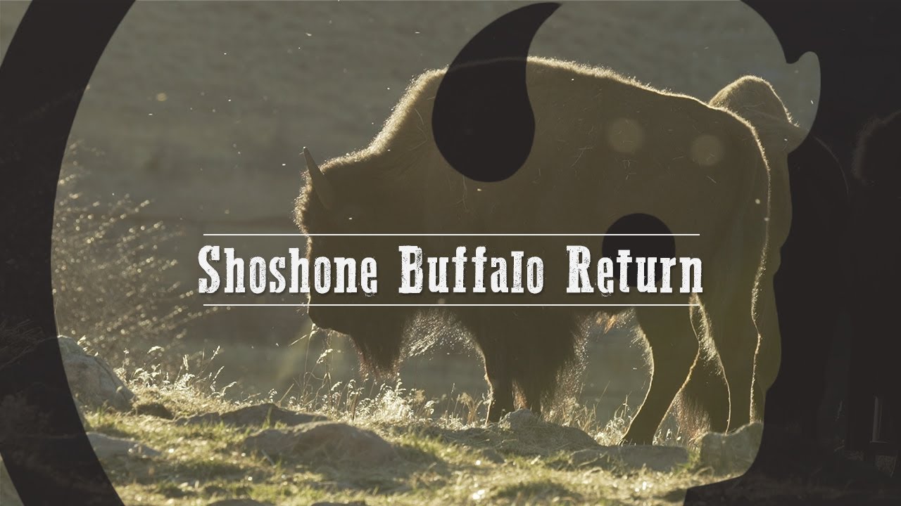 Shoshone Buffalo Return - Our Wyoming