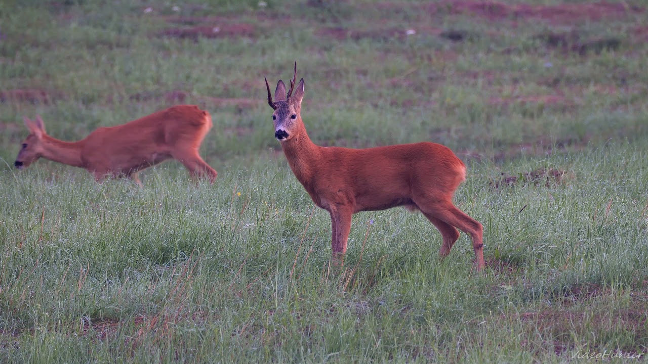 RARE Roebuck with his doe /Roe deer&acute;s rut /Raritn&yacute; srnec so srnou /Srnčia ruja /Capreolus capreolus