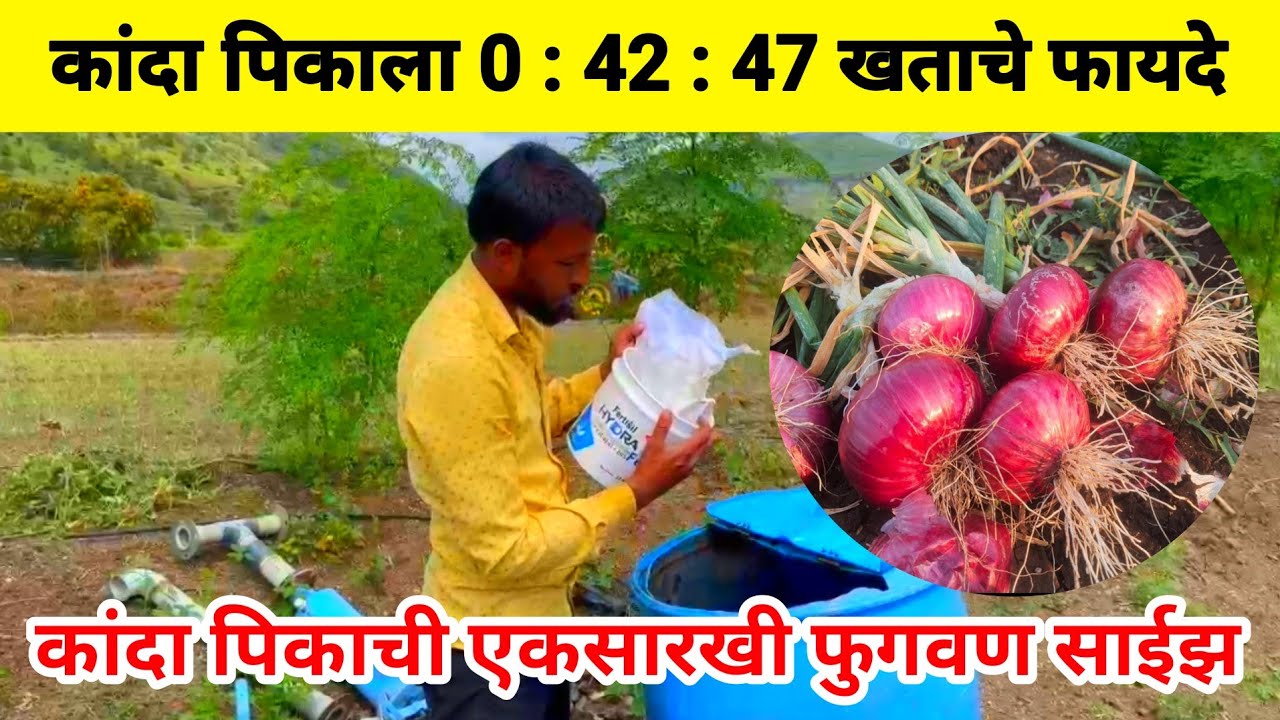 कांदा पिकाला 0:42:47 खताचे फायदे | कांदा फुगवण | कांदा फवारणी | 0:42:47 fertilizer | Milind bhor