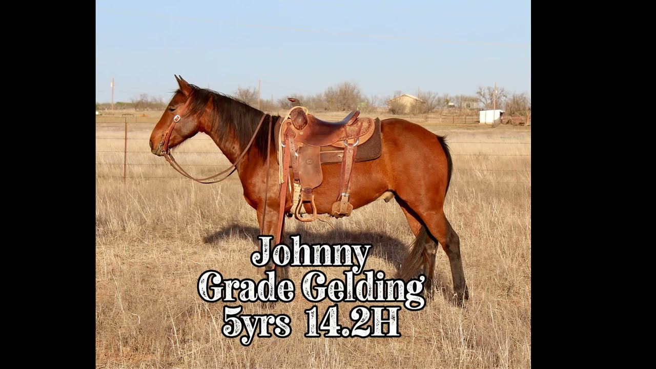 Johnny - Grade Gelding - Bowie Horse Sale April 2026