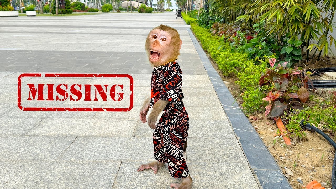 Oh my god, Monkey Kaka is missing! Mom, Quynh, and Diem are searching everywhere.