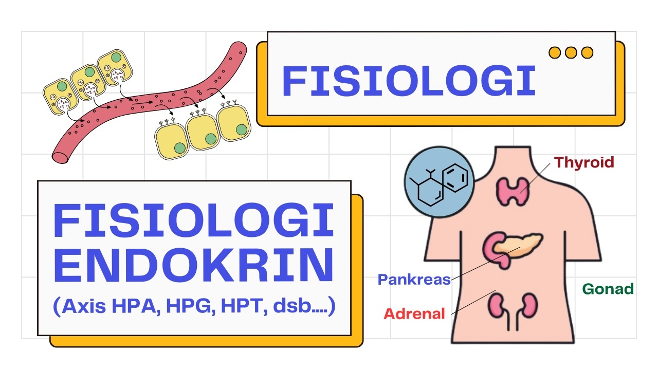 Pahami Axis Hormon Anti Binggung! Review Fisiologi Sistem Endokrin Tubuh | Fisiologi101