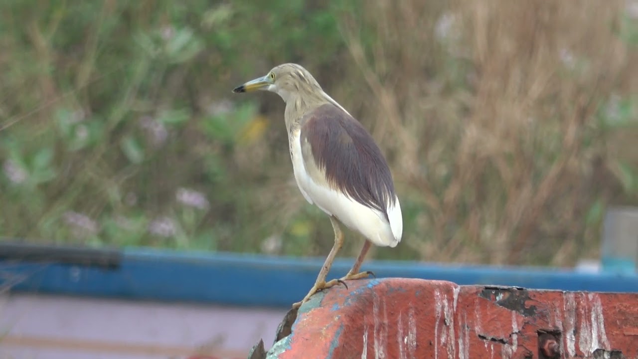 INDIAN POND HERON BIRD
