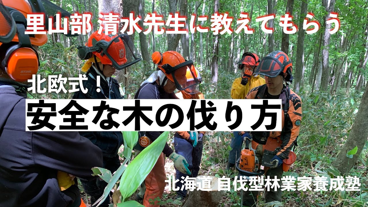 安全な木の切り方/北欧式伐倒方【北海道自伐型林業】里山部清水先生のチェーンソー講座※中径木以上