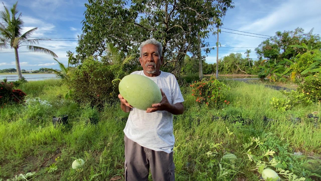 Cara Tanam Tembikai Berbuah BESAR di Rumah (How to grow giant watermelon at home)