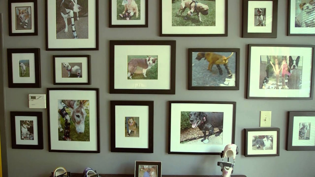 Inside Animal Ortho Care