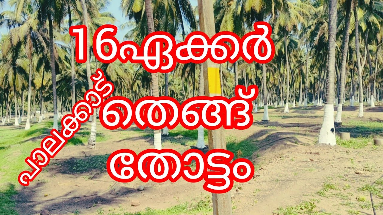 16ഏക്കർ തെങ്ങ് തോട്ടം രണ്ടു വലിയ കുളം.