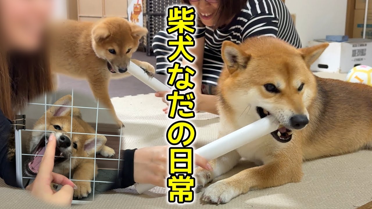 暴れん坊「なだ」の日常と優等生「てぃーだ」の達観