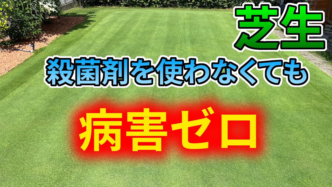 【芝生】殺菌剤を使わずに病害予防【絶好調】
