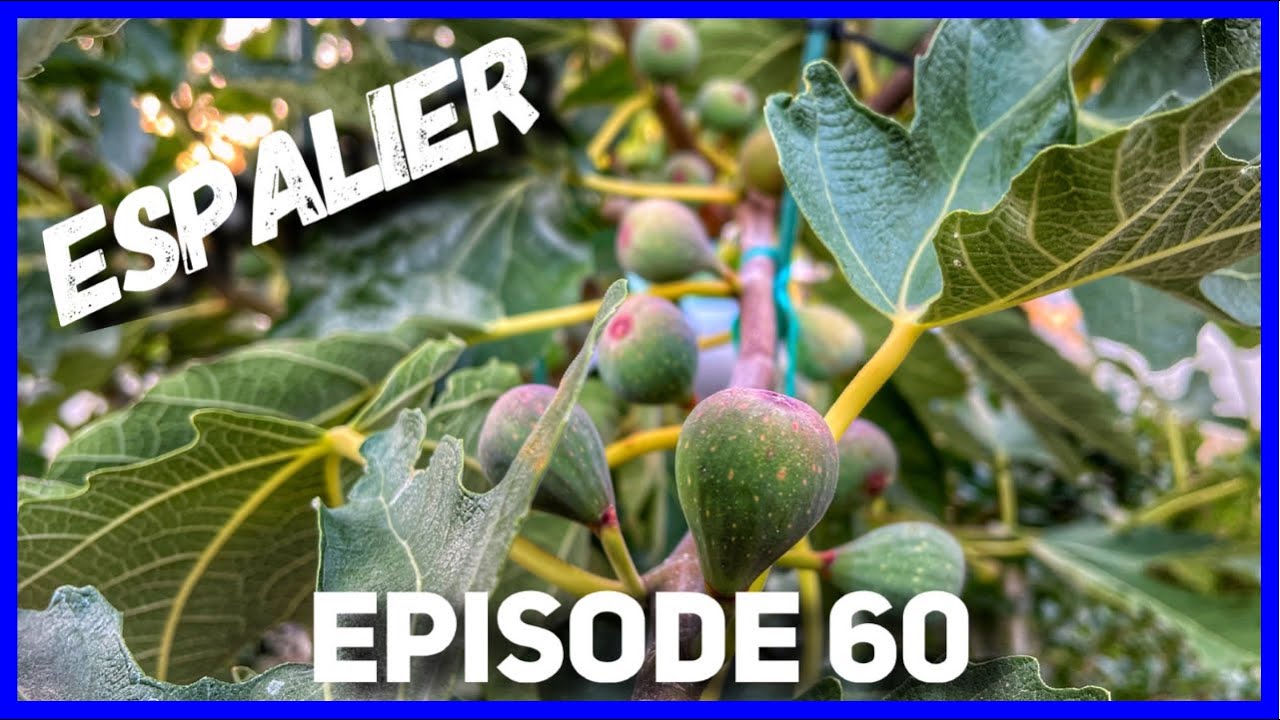 Growing Figs Like A Grapevine - Espalier Fruit Trees (Ep. 60)