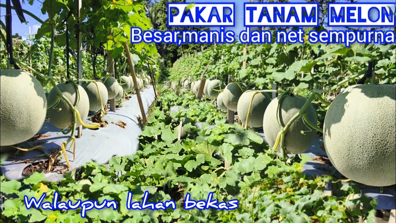 Inilah Kehebatan Tanam Melon Semi Telasah,Buah Manis, Besar, Anti Busuk