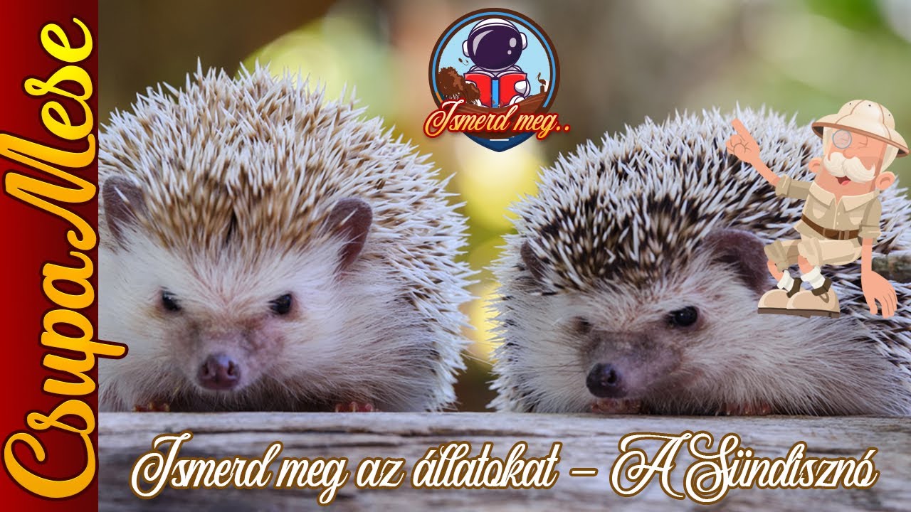 ISMERD MEG A CSUPAMESÉVEL– A sündisznó