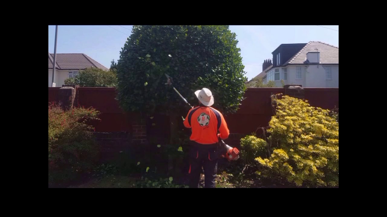 Fantastic pruning ! holly trees into balls.