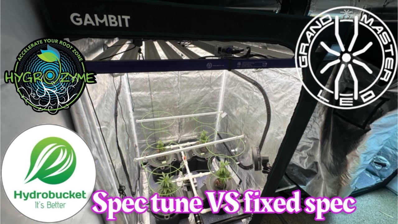 Wk 2 Spec Tuning vs Fixed spec  @grandmasterlevel Explorers, Gambit, Hydrobucket rdwc & @hygrozyme 