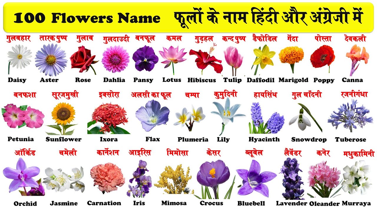 100 Flowers name in English and Hindi with Pdf | फूलों के नाम | Flowers Name With Pictures |