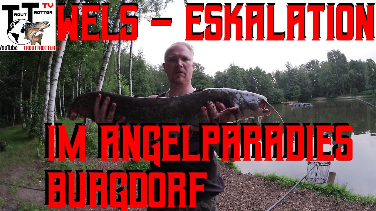Wels Eskalation am Forellensee in Burgdorf beim Nachtangeln. #AngelparadiesBurgdorf