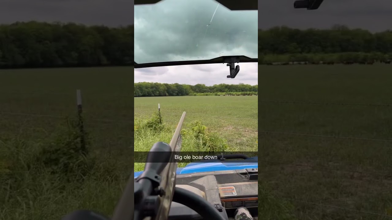 BIG BOAR DOWN! Spotted them on the wheat field, while I was out checking yearlings!