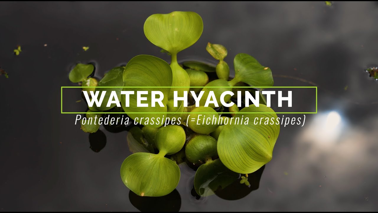 Water Hyacinth