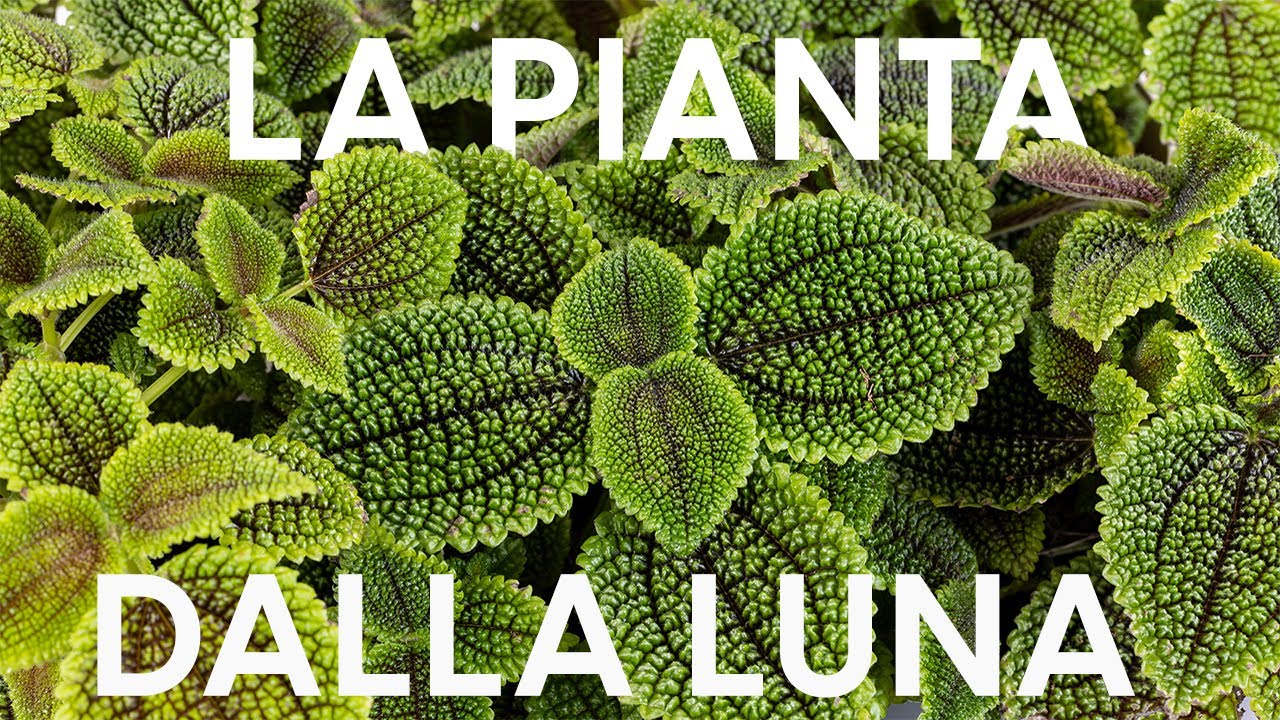 Pilea Moon Valley, cura di una pianta lunare 🌙