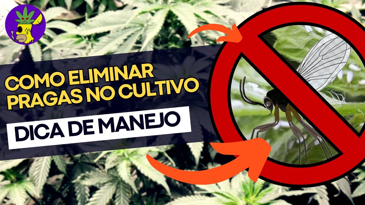 Manejo inteligente de pragas em seu cultivo: Passos cruciais para eliminar e previnir praga