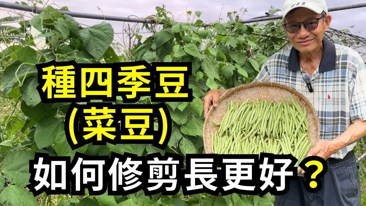 種四季豆(菜豆)要修剪藤蔓嗎？修剪得當，不但可以延長敏豆採收期，還能有效減少落花狀況| 阿星種植