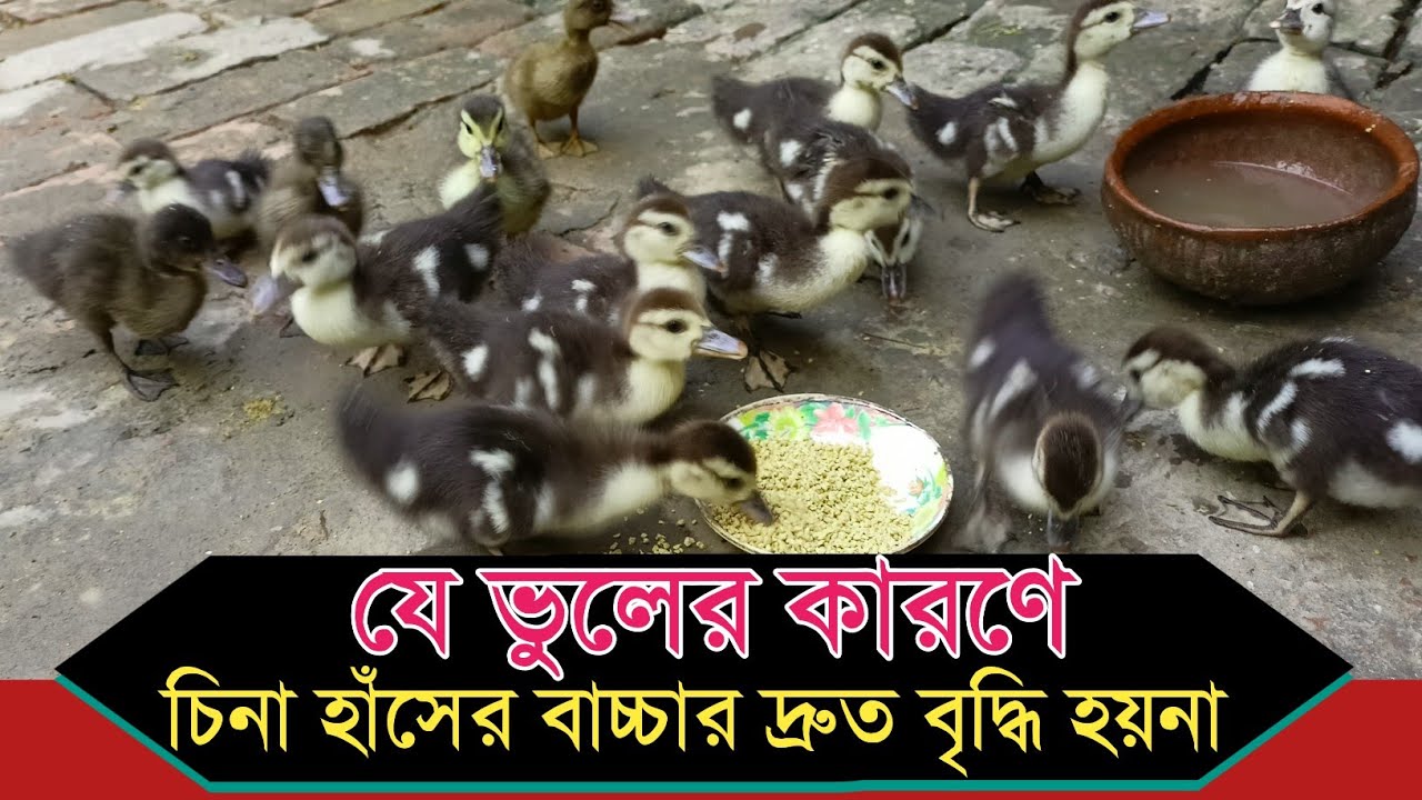 Causes of low growth in Chinese ducklings.