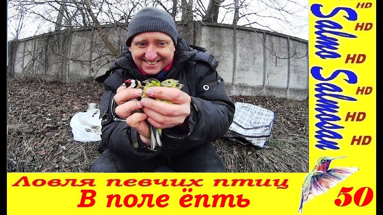 Ловля певчих птиц - В поле ёпть . щеглы,  репел, зеленушки, чижи,